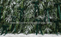 Ribbons in the Pines Green (CC)