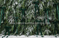 Ribbons in the Pines Green (CC)