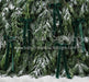 Ribbons in the Pines Green (CC)