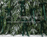 Ribbons in the Pines Green (CC)