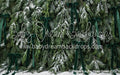 Ribbons in the Pines Green (CC)