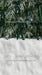Ribbons in the Pines Green Sweeps (CC)