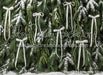 Ribbons in the Pines White (CC)