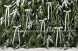 Ribbons in the Pines White (CC)