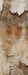 Romantic Ruins Cream 1 Skinny (HM)