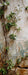 Romantic Ruins Neutral 2 Panel Flipped Skinny (HM)