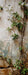 Romantic Ruins Neutral 2 Panel Skinny (HM)