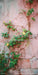 Romantic Ruins Pink 1 Panel Flipped Skinny (HM)