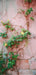 Romantic Ruins Pink 1 Panel Flipped Skinny (HM)