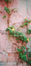 Romantic Ruins Pink 1 Panel Skinny (HM)