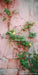 Romantic Ruins Pink 1 Panel Skinny (HM)