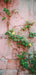 Romantic Ruins Pink 1 Panel Skinny (HM)