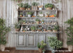 Rustic Spring Cabinet (WM)