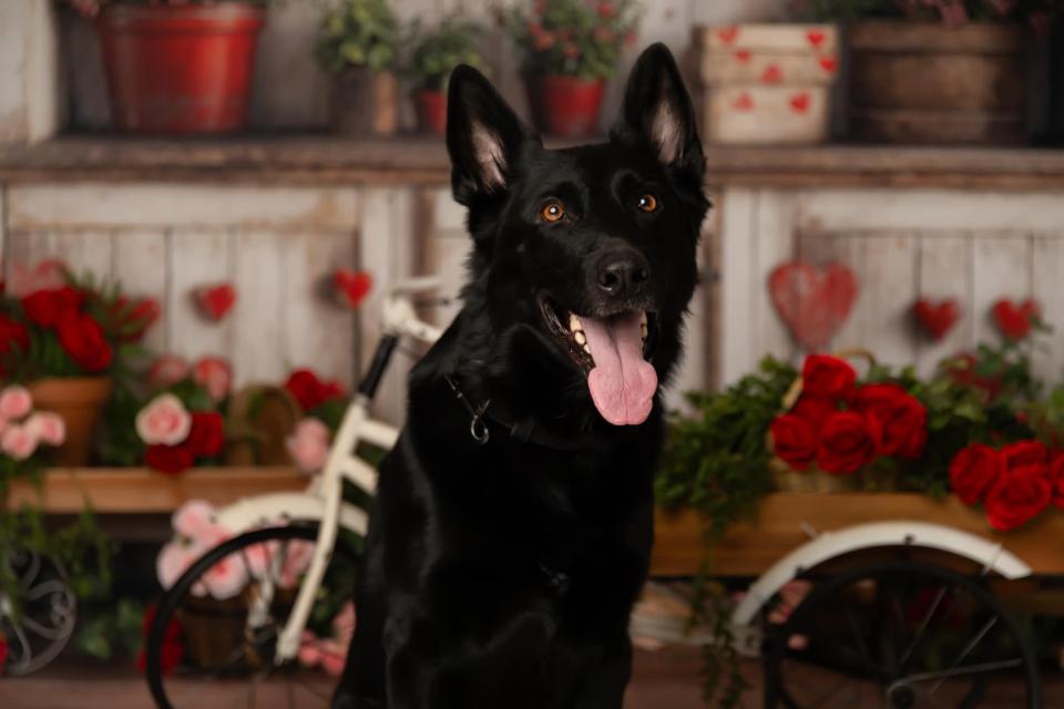 Rustic Garden Bench (WM)