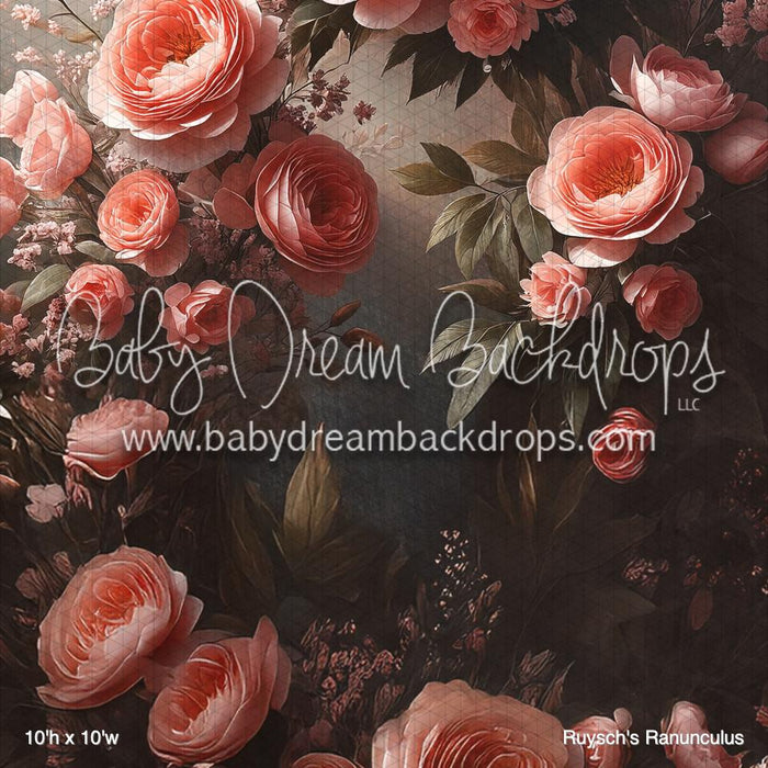 Ruysch's Ranunculus (BM)