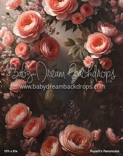 Ruysch's Ranunculus (BM)