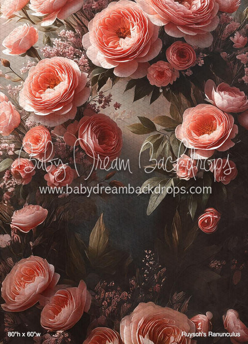 Ruysch's Ranunculus (BM)