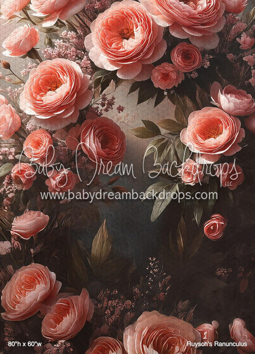 Ruysch's Ranunculus (BM)