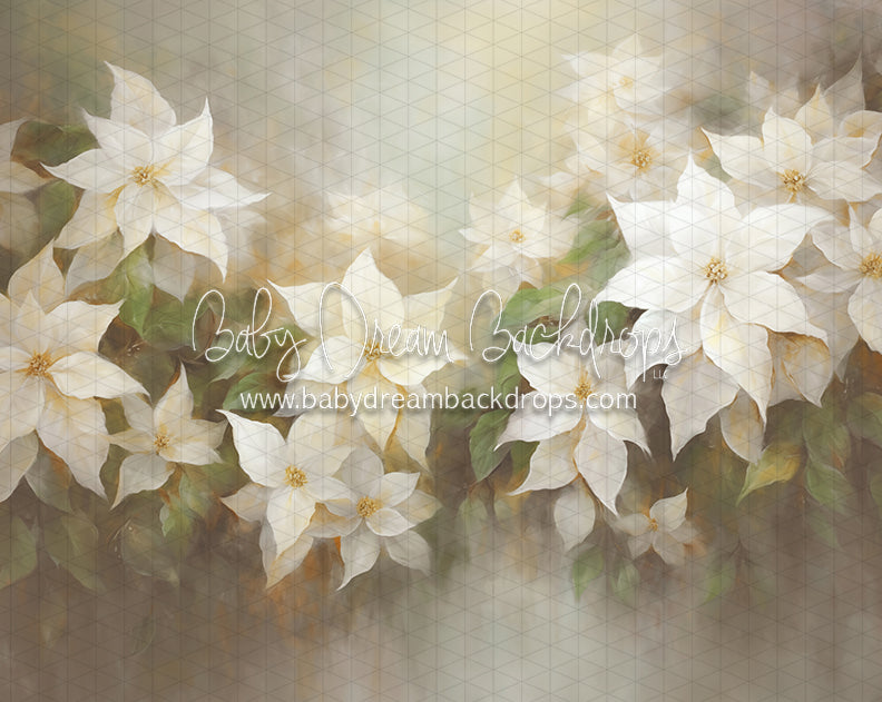 Snow White Poinsettias (LL)