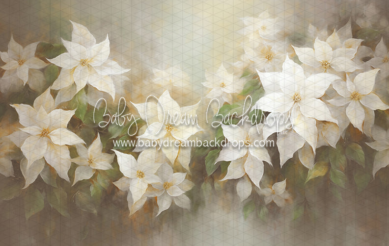 Snow White Poinsettias (LL)