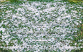 Snowy Grass Fabric Floor Fabric Floor (WM)