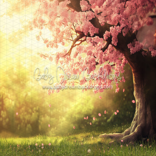 Spring Sunset Meadow (JA)