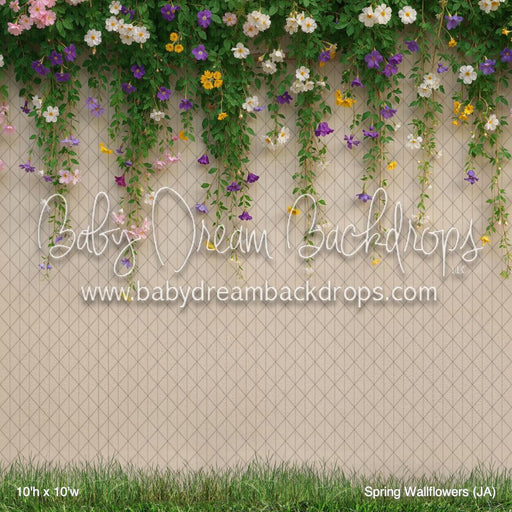 Spring Wallflowers (JA)