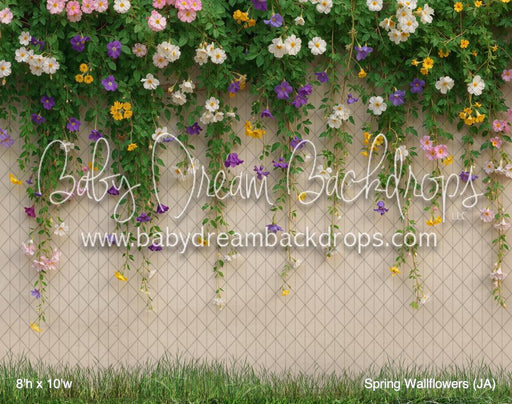 Spring Wallflowers (JA)