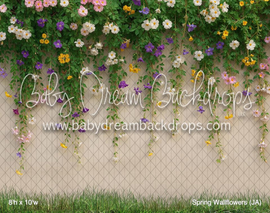 Spring Wallflowers (JA)