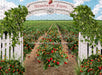 Strawberry Farm Field (JA)