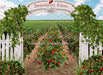 Strawberry Farm Field (JA)
