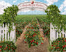 Strawberry Farm Field (JA)