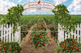 Strawberry Farm Field (JA)