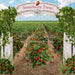 Strawberry Farm Field (JA)