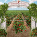 Strawberry Farm Field (JA)
