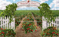 Strawberry Farm Field (JA)