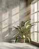 Summer Grunge Room 5 (WM)