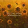 Sunflower Morning (LL)