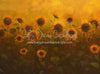 Sunflower Morning (LL)