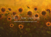Sunflower Morning (LL)