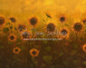 Sunflower Morning (LL)