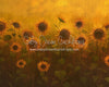 Sunflower Morning (LL)