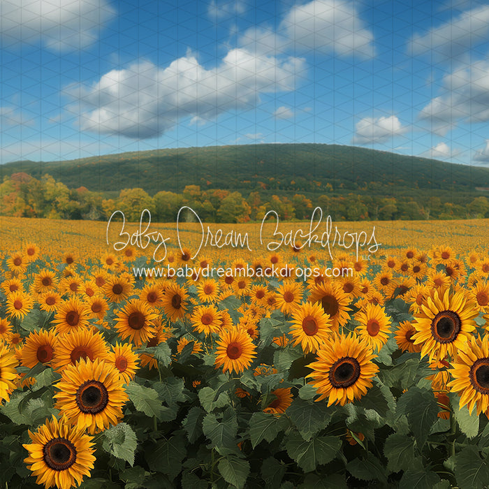 Sunflower Serenade Field (JA)