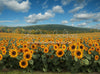 Sunflower Serenade Field (JA)