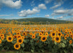 Sunflower Serenade Field (JA)