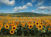 Sunflower Serenade Field (JA)