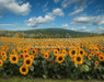 Sunflower Serenade Field (JA)