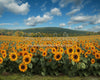 Sunflower Serenade Field (JA)