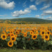 Sunflower Serenade Field (JA)