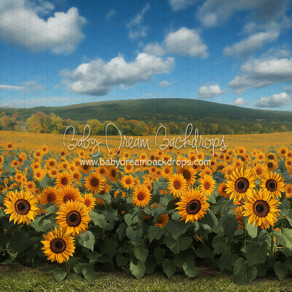 X Drop Sunflower Serenade Field (JA)